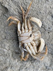 Metacarcinus magister