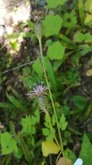 Saussurea subtriangulata