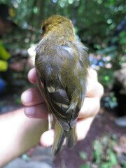 Ploceus sanctithomae