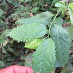 Maclura tinctoria