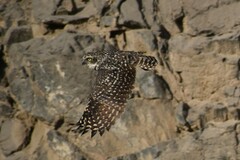 Athene cunicularia
