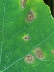 Alternaria obtusa