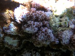 Montipora