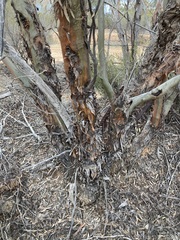 Eucalyptus yilgarnensis