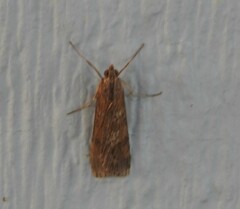 Nomophila nearctica