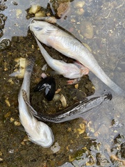 Acanthogobius flavimanus