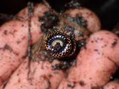 Spirobolellus antipodarus