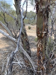 Eucalyptus yilgarnensis