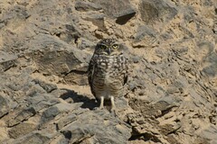 Athene cunicularia