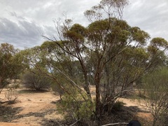 Eucalyptus yilgarnensis