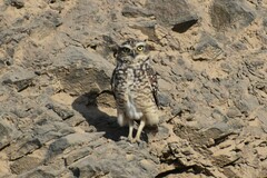 Athene cunicularia