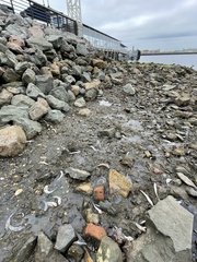 Acanthogobius flavimanus