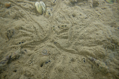 Austrovenus stutchburyi