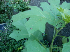 Epilachna maculicollis