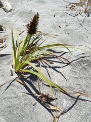 Carex macrocephala