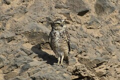 Athene cunicularia