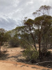 Eucalyptus yilgarnensis