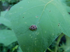Epilachna maculicollis