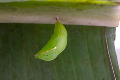 Opsiphanes tamarindi tamarindi