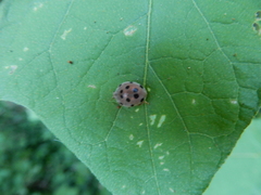 Epilachna maculicollis