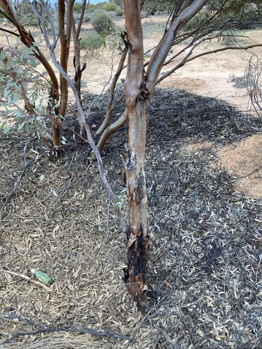 Image of Eucalyptus yilgarnensis by (c) Thomas Mesaglio, some rights reserved (CC BY)