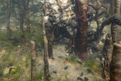 Zeacumantus lutulentus