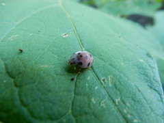 Epilachna maculicollis