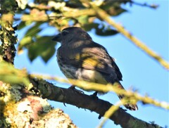 Saltator striatipectus