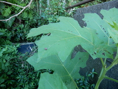 Epilachna maculicollis