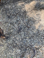 Eucalyptus yilgarnensis