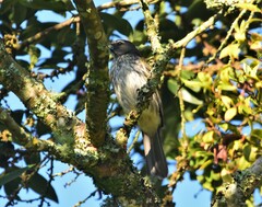 Saltator striatipectus