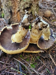 Stropharia scabella