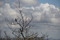 Pipilo erythrophthalmus