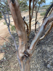 Eucalyptus yilgarnensis