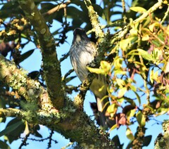 Saltator striatipectus