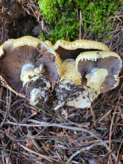 Stropharia scabella