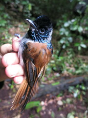 Terpsiphone atrochalybeia