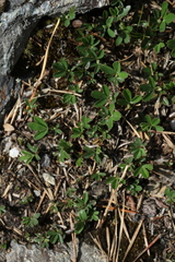 Sibbaldiopsis tridentata