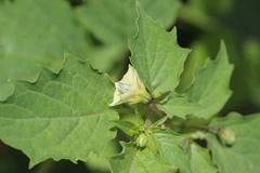 Physalis angulata