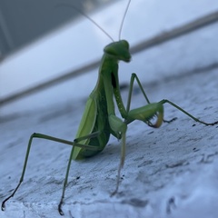Mantidae