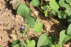 Jacquemontia tamnifolia