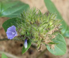 Jacquemontia tamnifolia