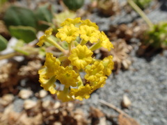 Abronia latifolia