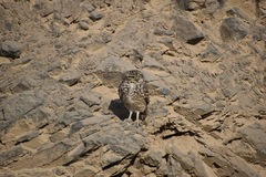 Athene cunicularia
