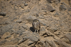 Athene cunicularia