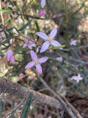 Boronia ledifolia