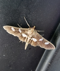 Desmia
