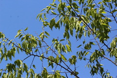 Celtis occidentalis