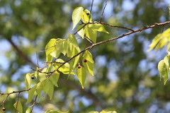 Celtis occidentalis