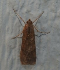 Nomophila nearctica